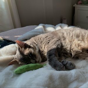 Meet your Posher, Kate